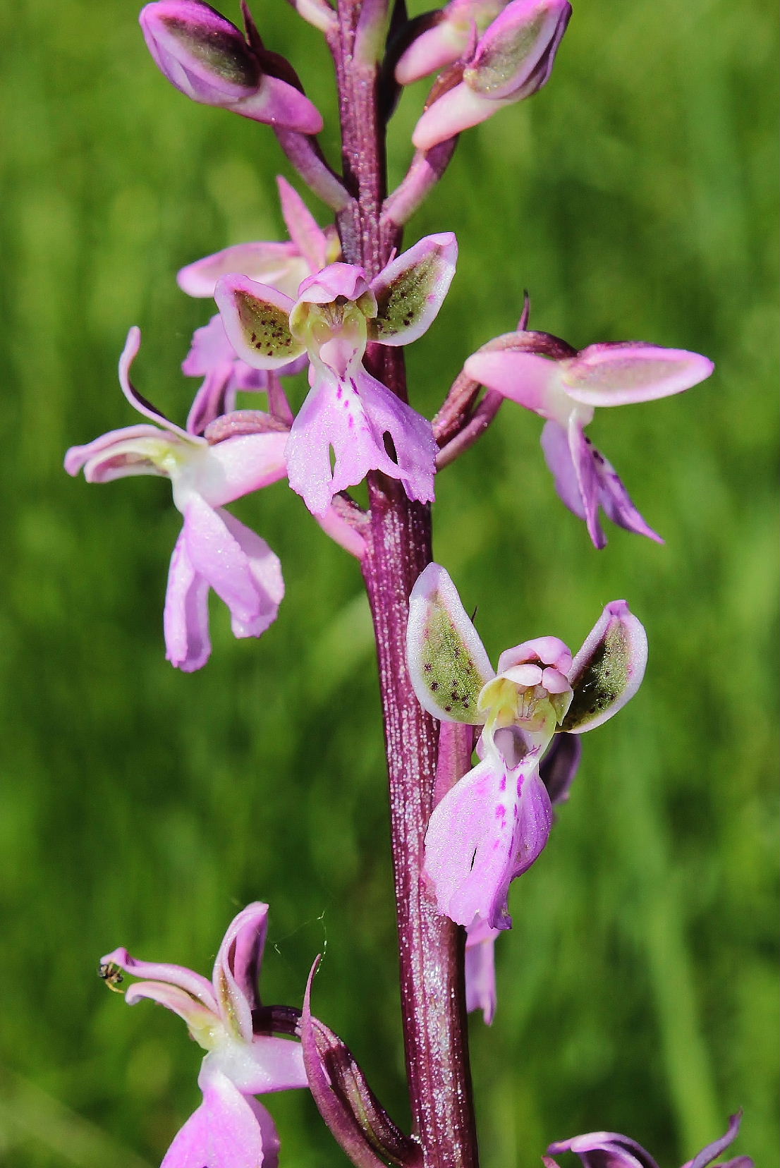 Orchis patens