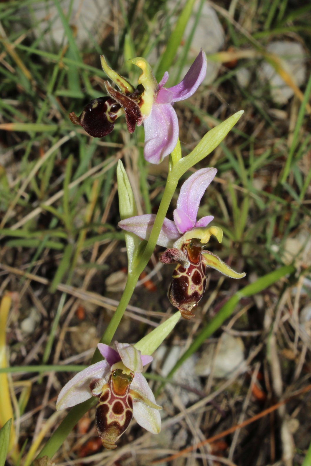 Orchidee dal promontorio del Gargano