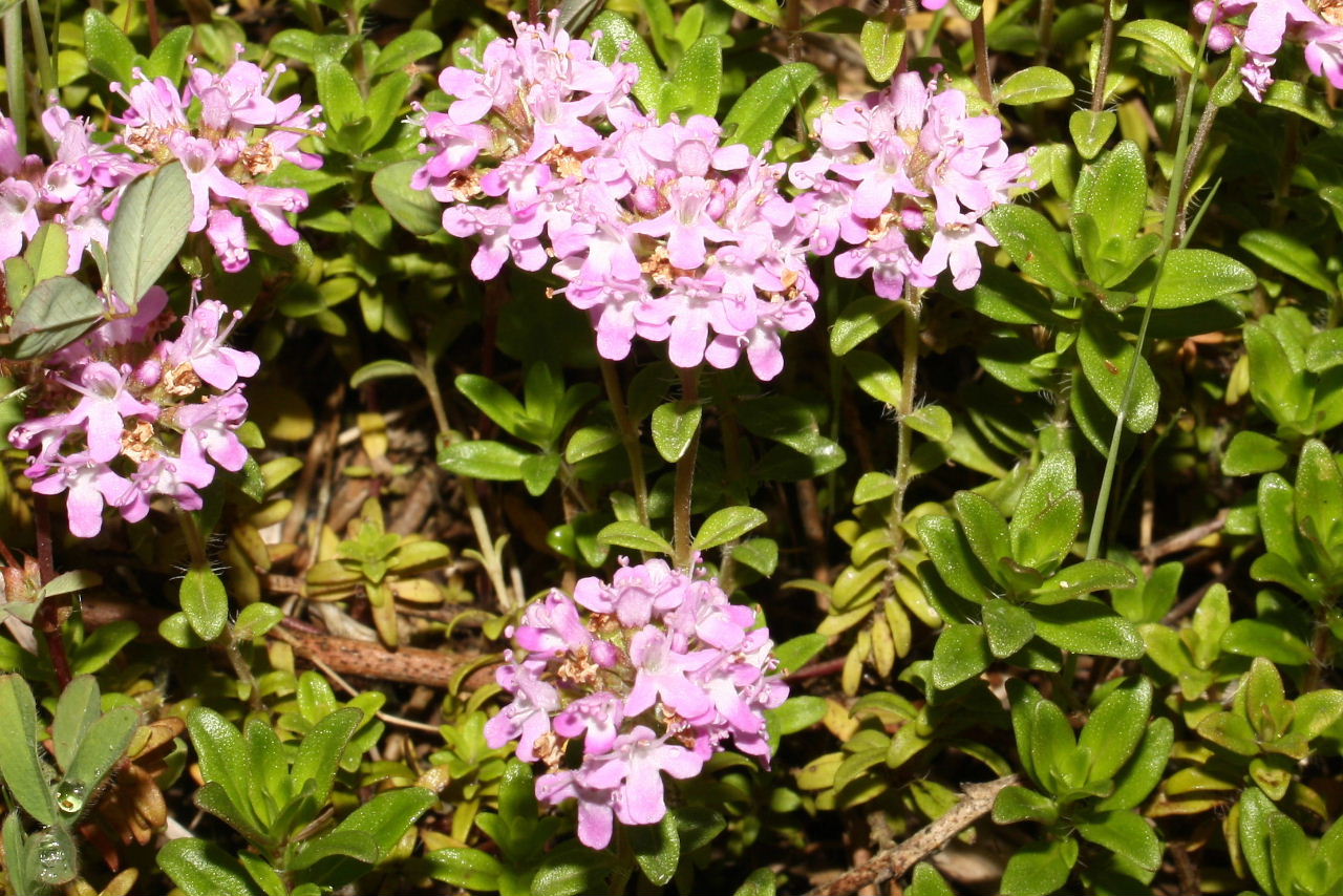 Thymus sp. da determinare -3