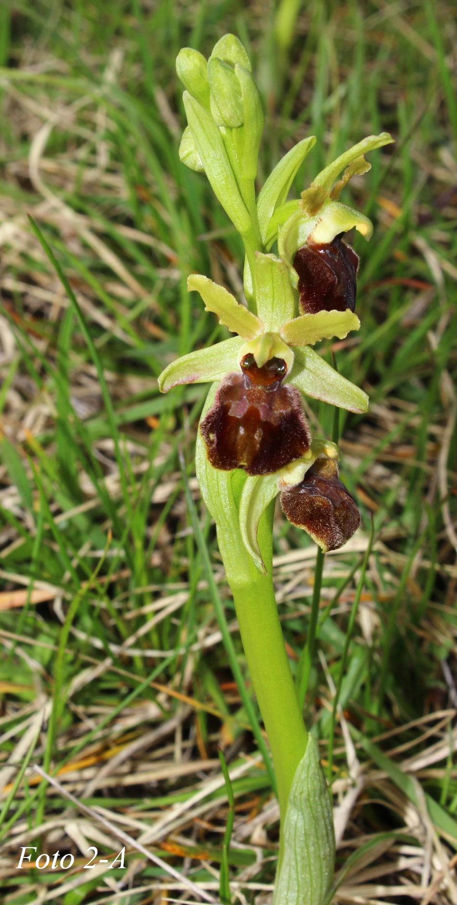 Ophrys ????