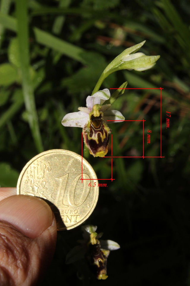 Sono tutte Ophrys tetraloniae ???