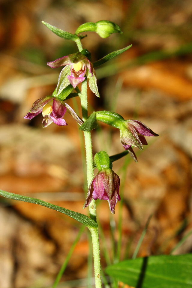 Epipactis placentina