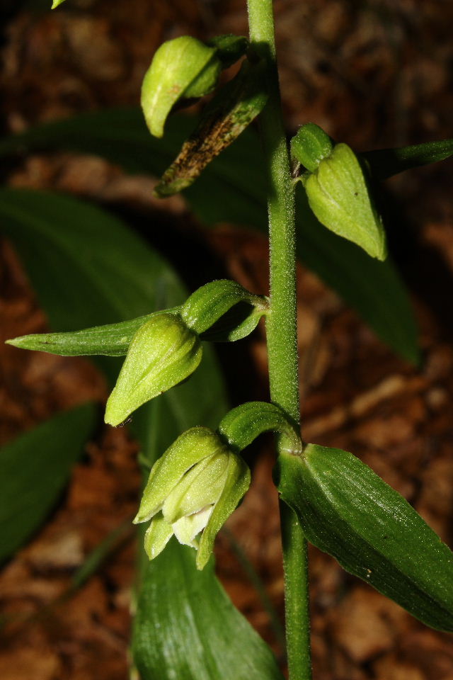 Epipactis da determinare  3