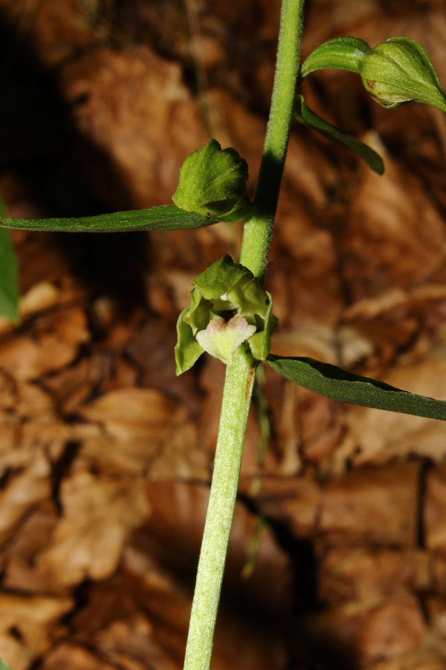 Epipactis da determinare  3