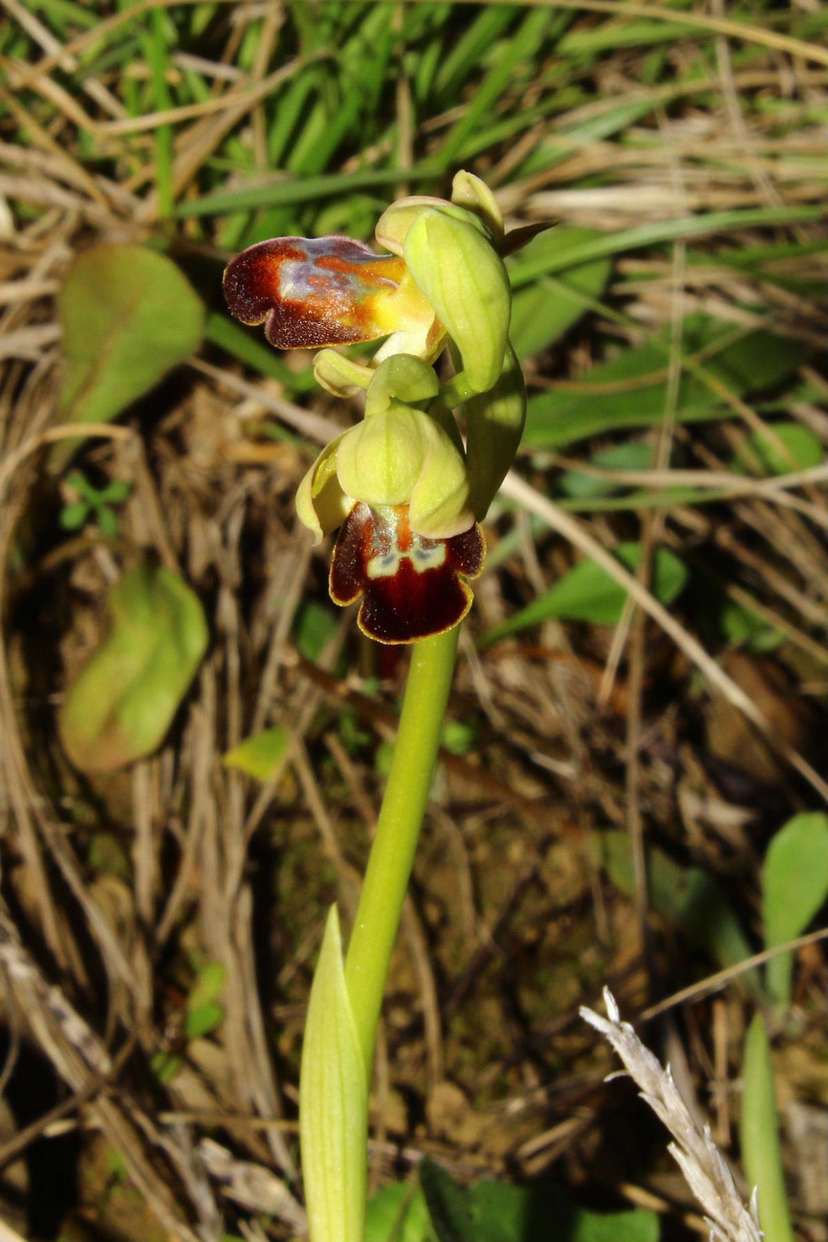 Per orchidee nel ponente Ligure