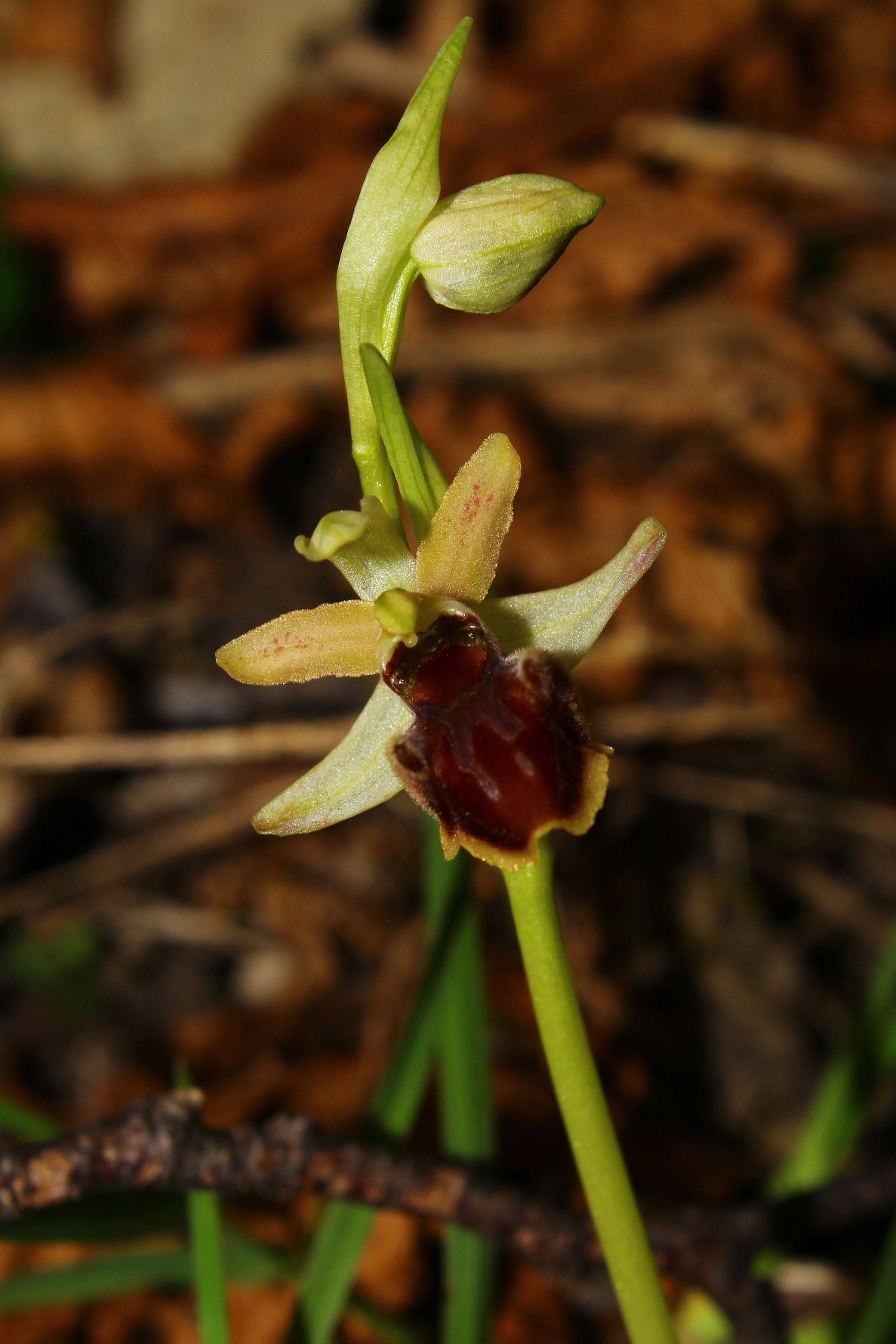 Ophrys spegodes mini-2