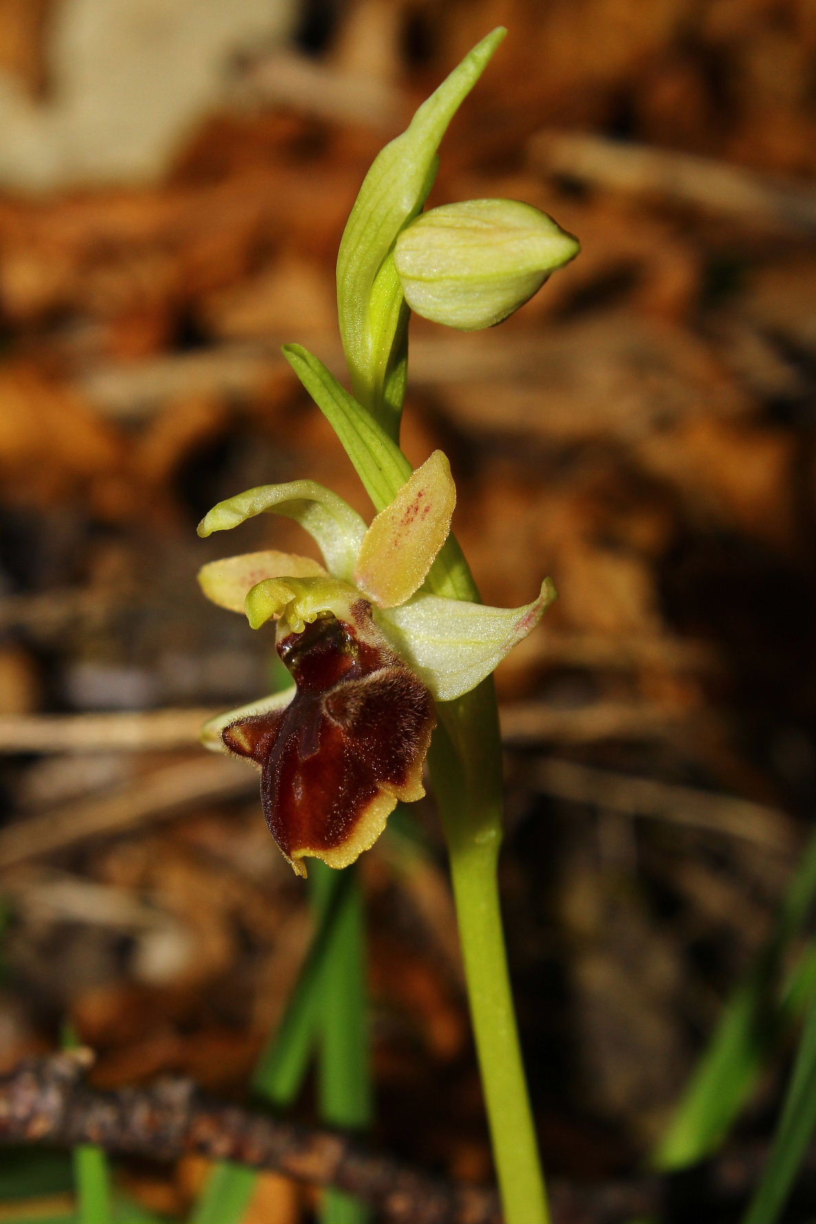 Ophrys spegodes mini-2