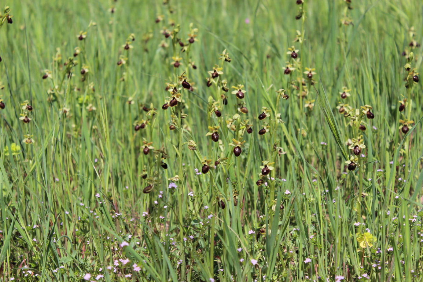 Per Orchidee lungo la piana del fiume Magra (SP)