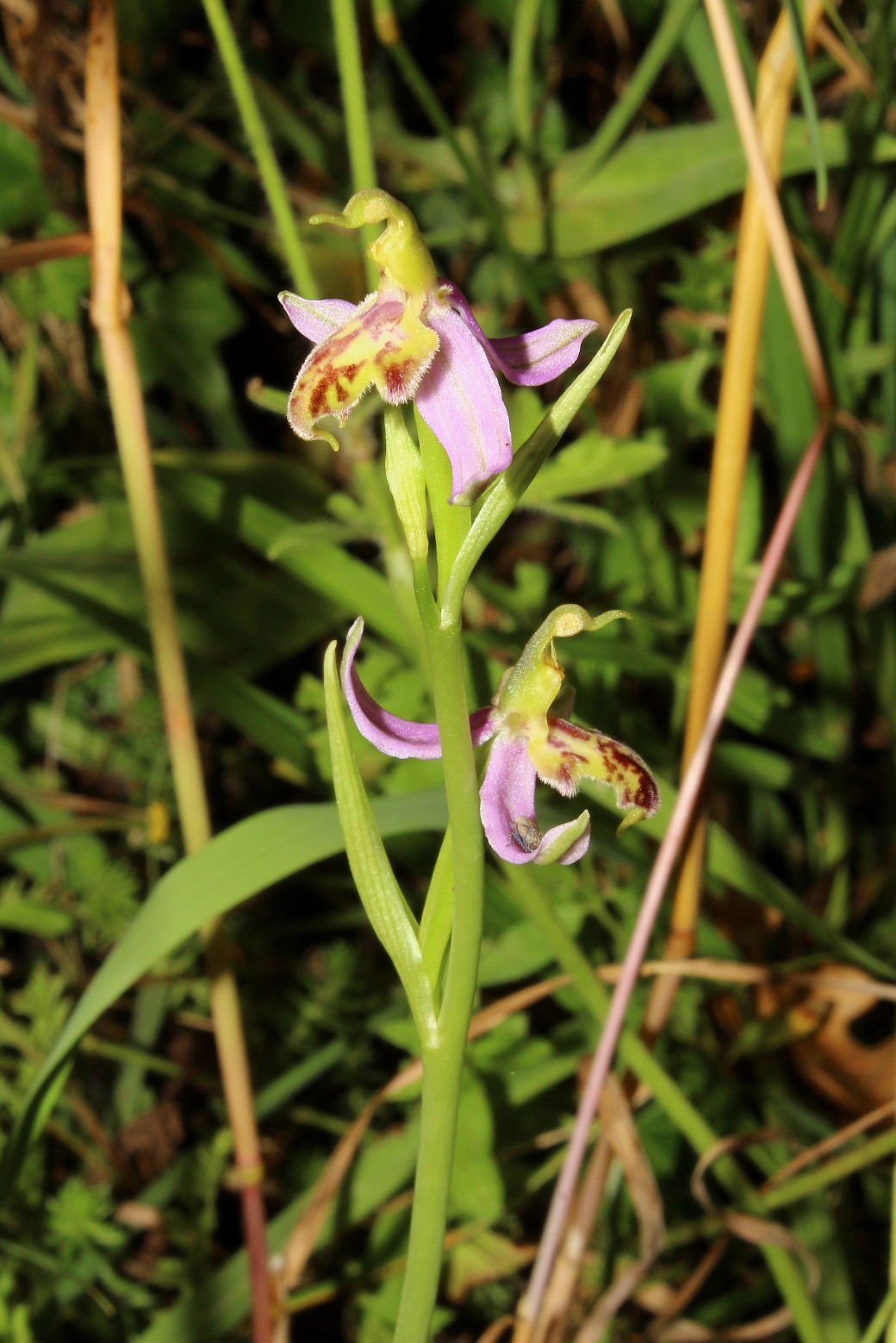 Ophrys apifera var. trollii