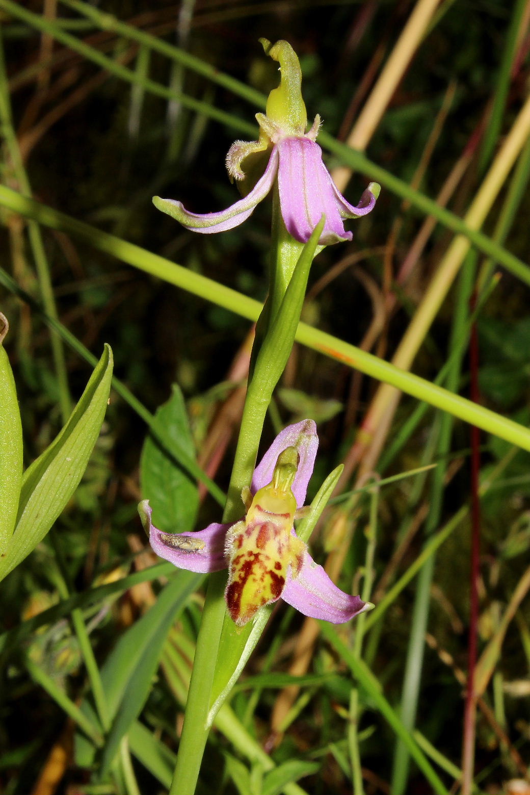 Ophrys apifera var. trollii