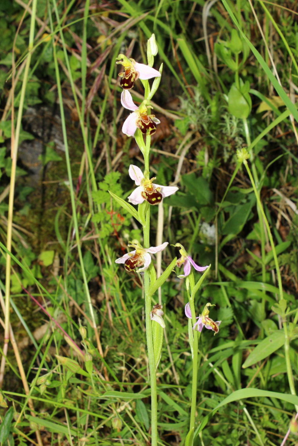 Ophrys apifera var. trollii