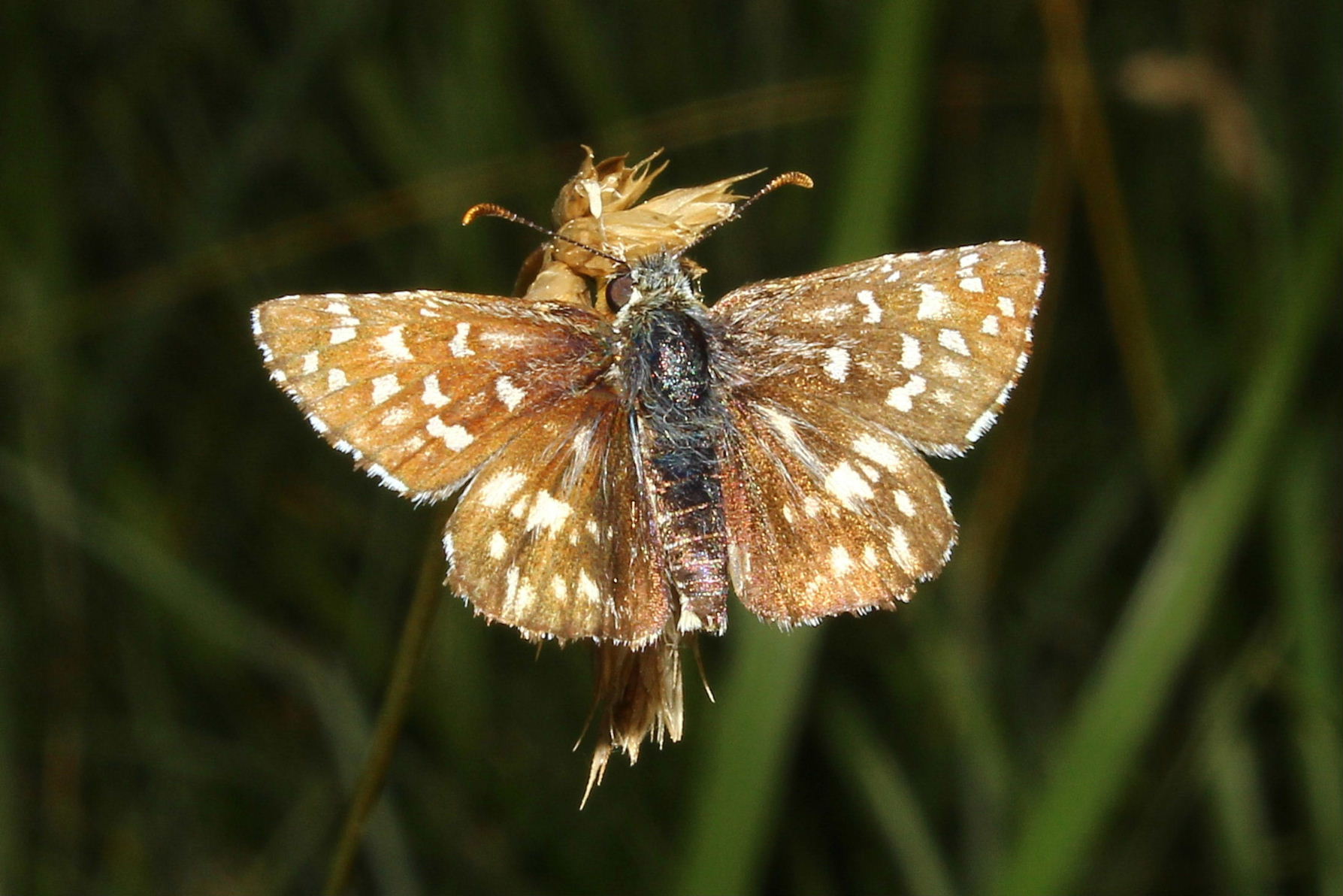 Farfalla da determinare 5 - Pyrgus malvoides