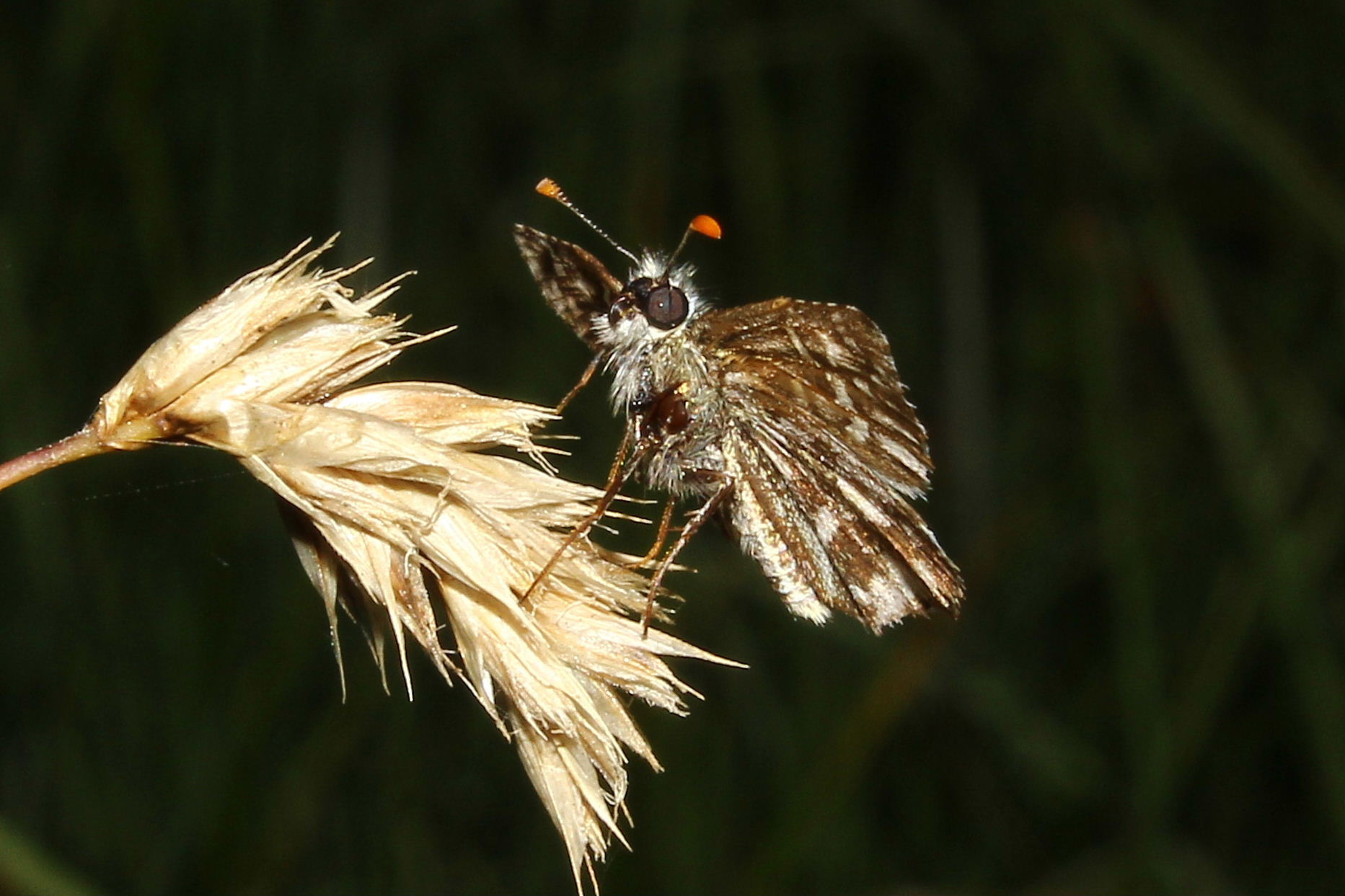 Farfalla da determinare 5 - Pyrgus malvoides