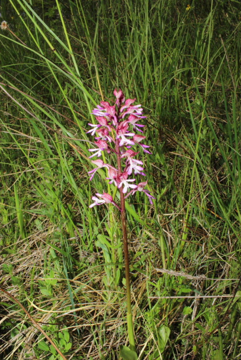 Orchis x hybrida (O. purpurea x O. militaris)