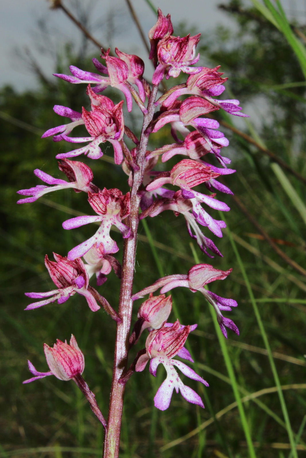 Orchis x hybrida (O. purpurea x O. militaris)