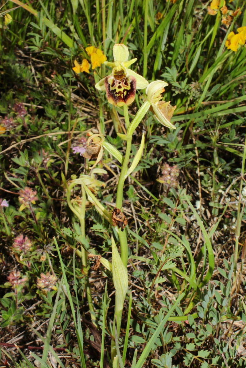 Holosericea a perigonio verde da det.