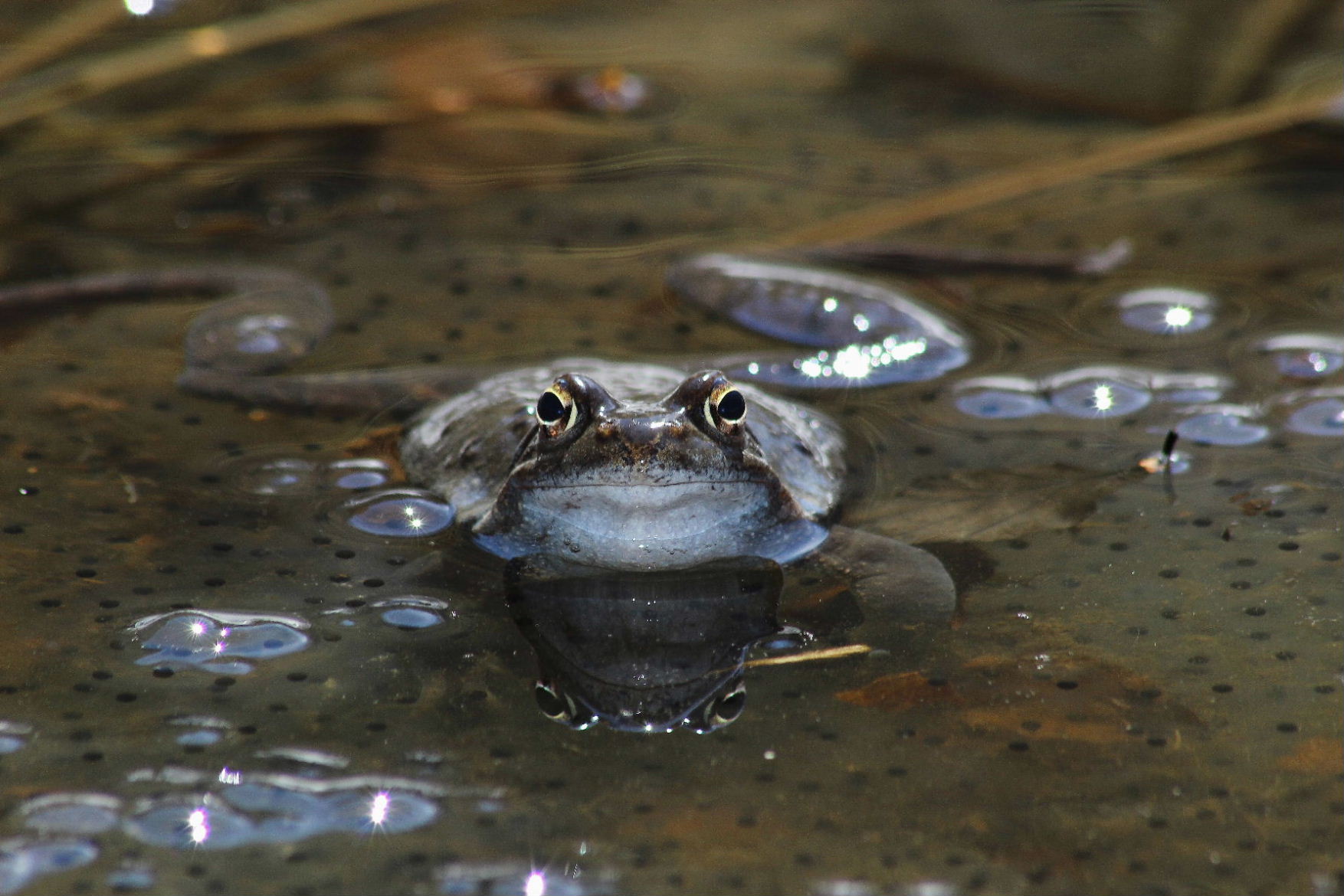 Accoppiamento Rana temporaria