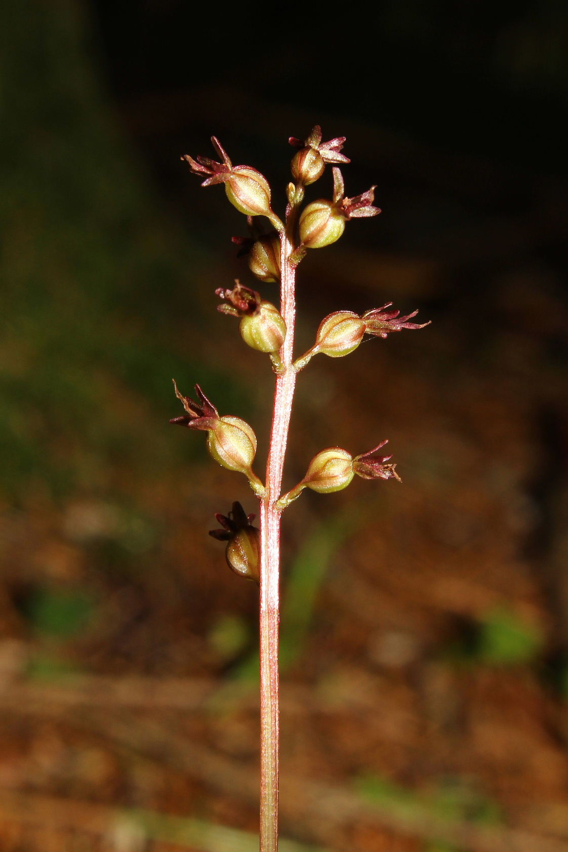 Orchidee dallAlto Adige