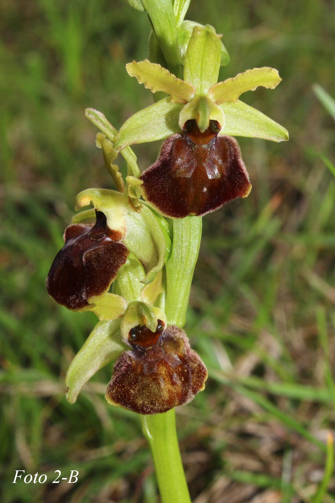 Ophrys ????