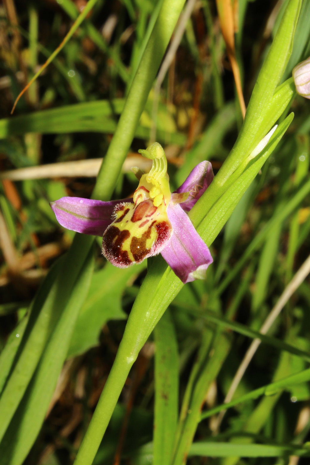 Ophrys apifera var. laetitiae