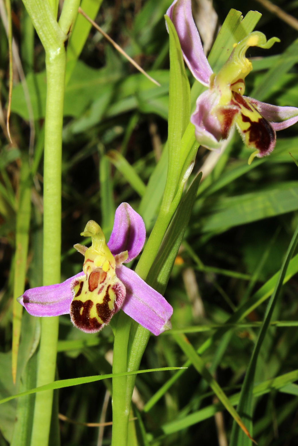 Ophrys apifera var. laetitiae