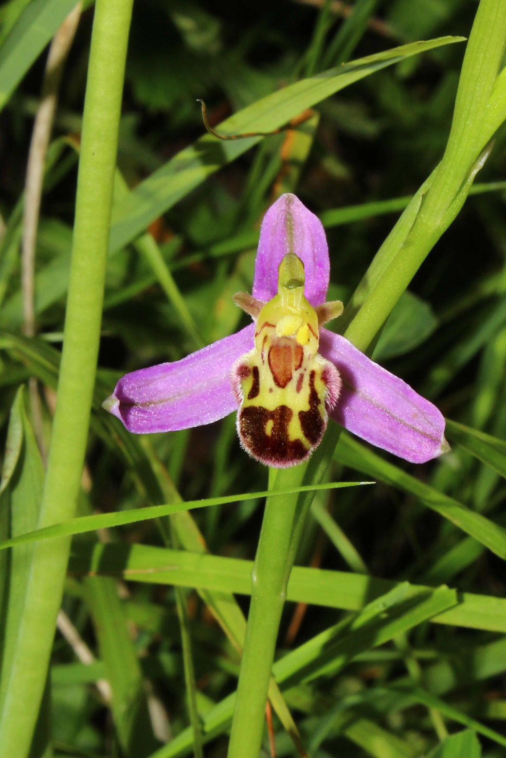 Ophrys apifera var. laetitiae