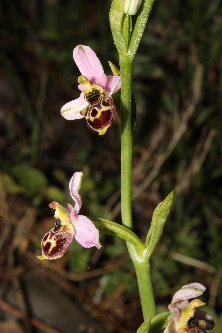 Sono tutte Ophrys tetraloniae ???