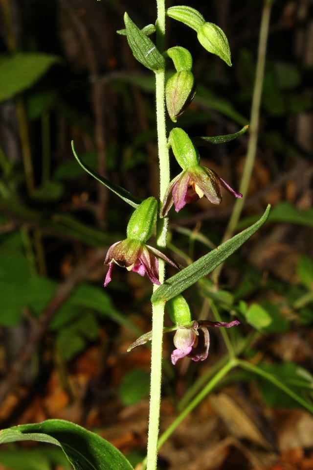 Epipactis placentina