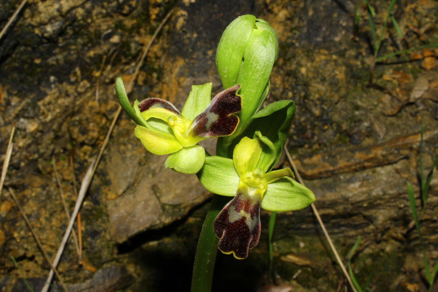 Per orchidee nel ponente Ligure