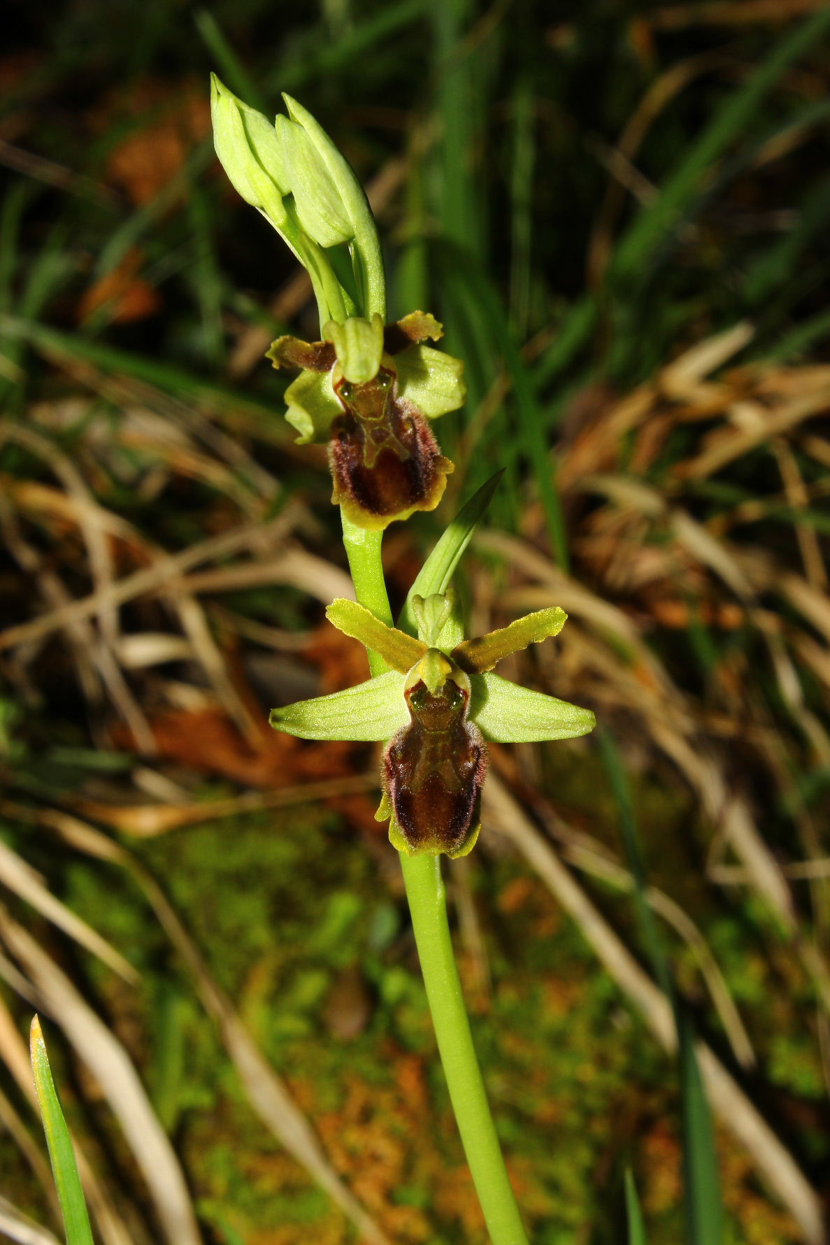 Ophrys spegodes mini-2