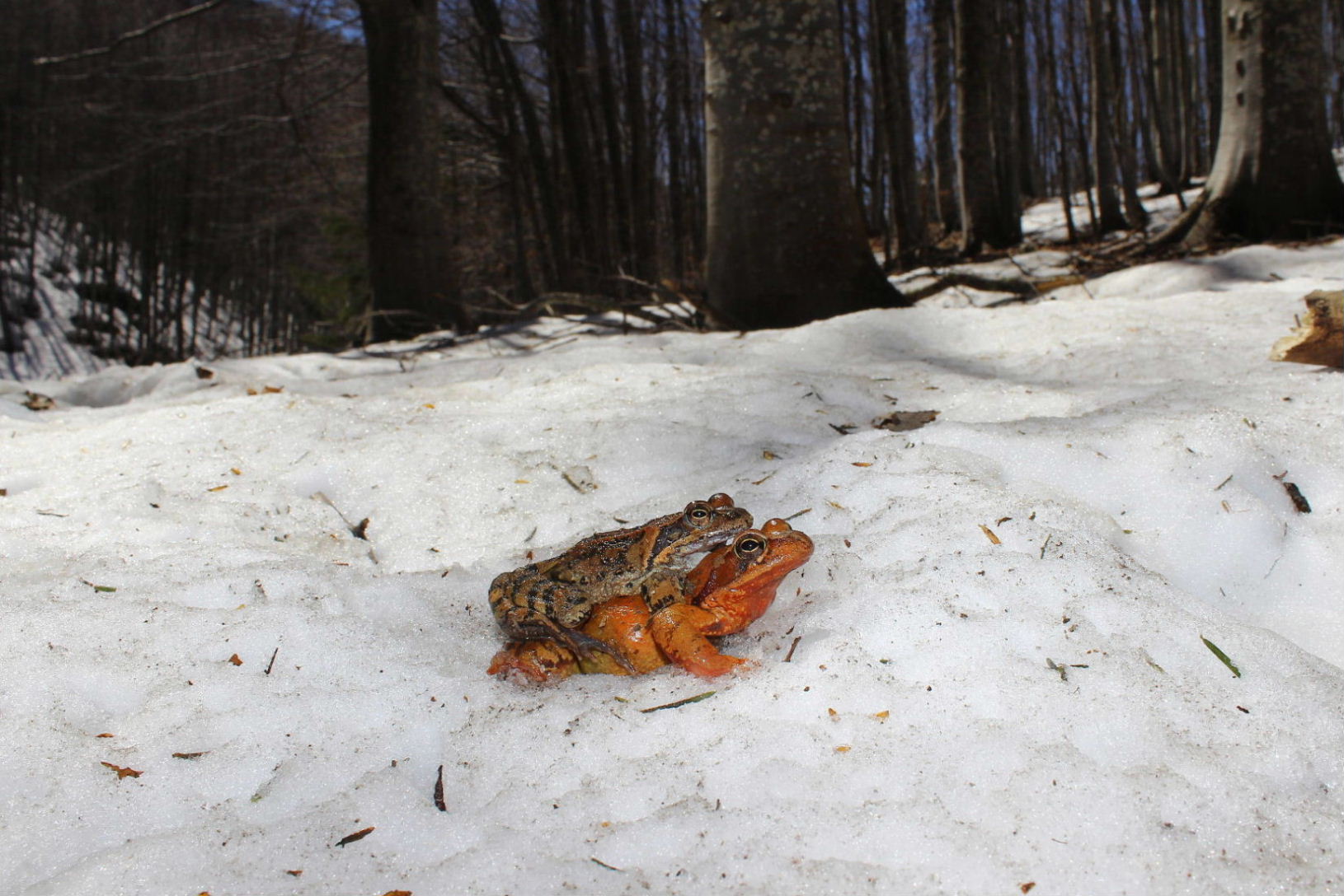 Accoppiamento Rana temporaria