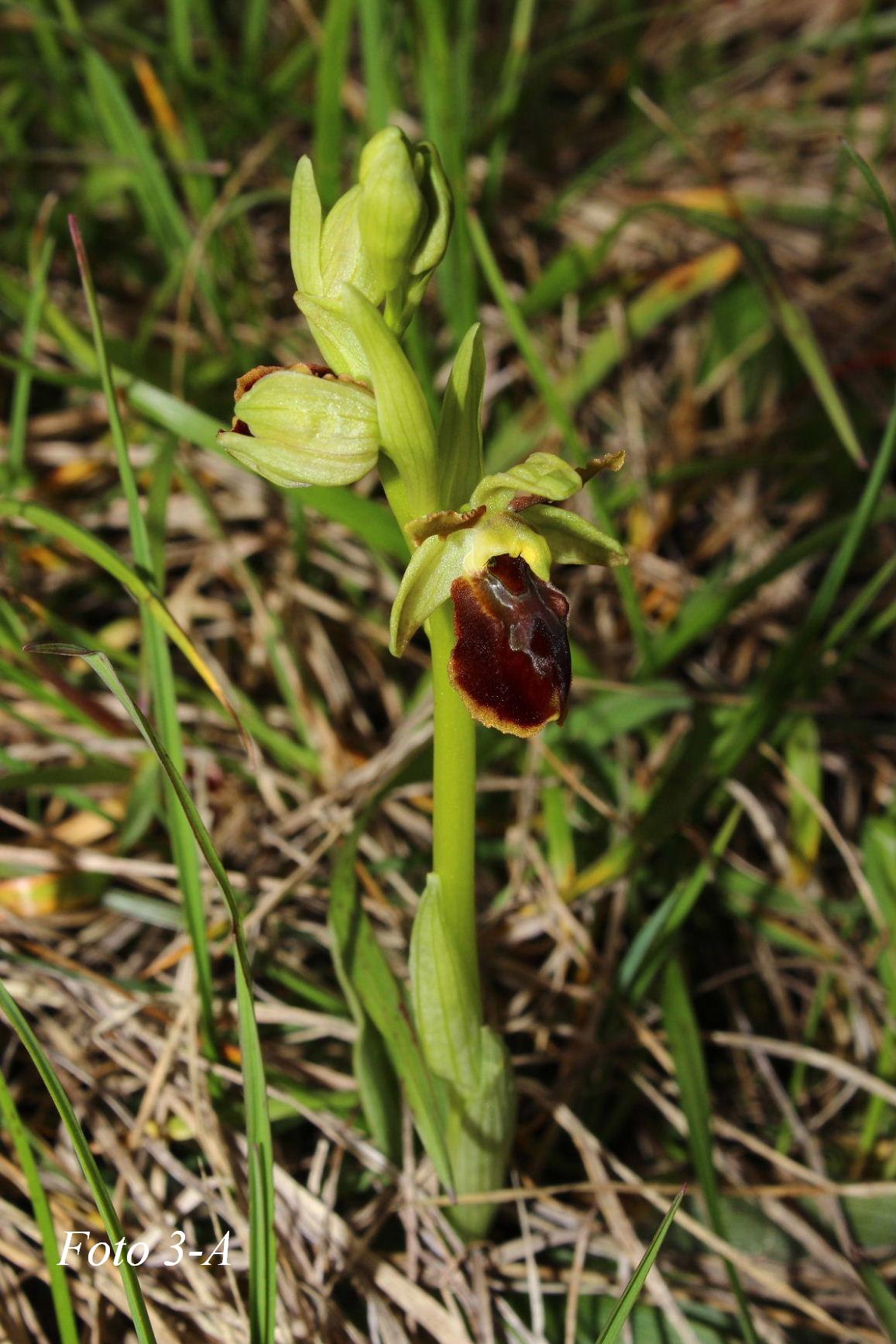 Ophrys ????