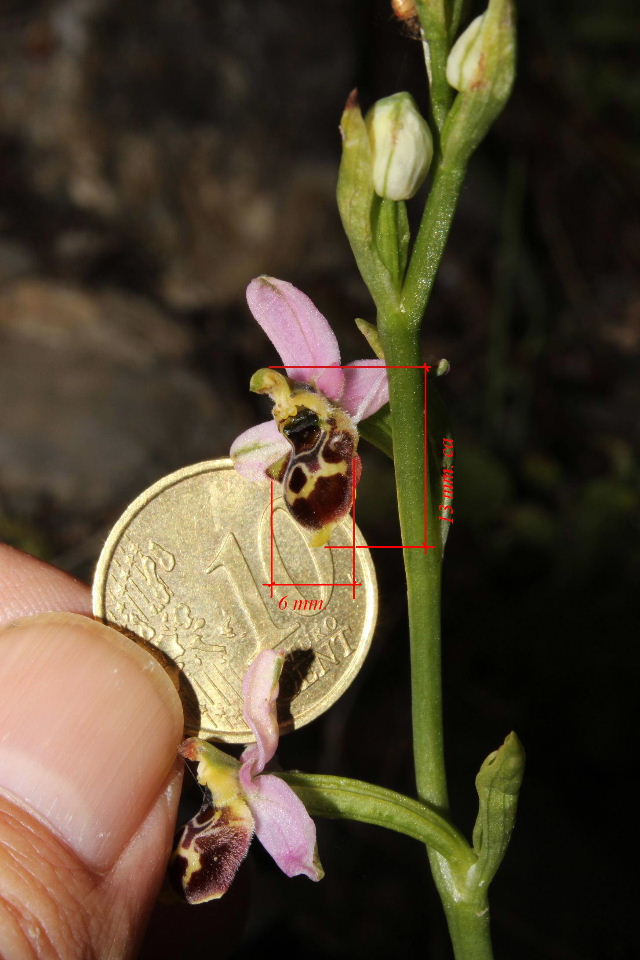 Sono tutte Ophrys tetraloniae ???