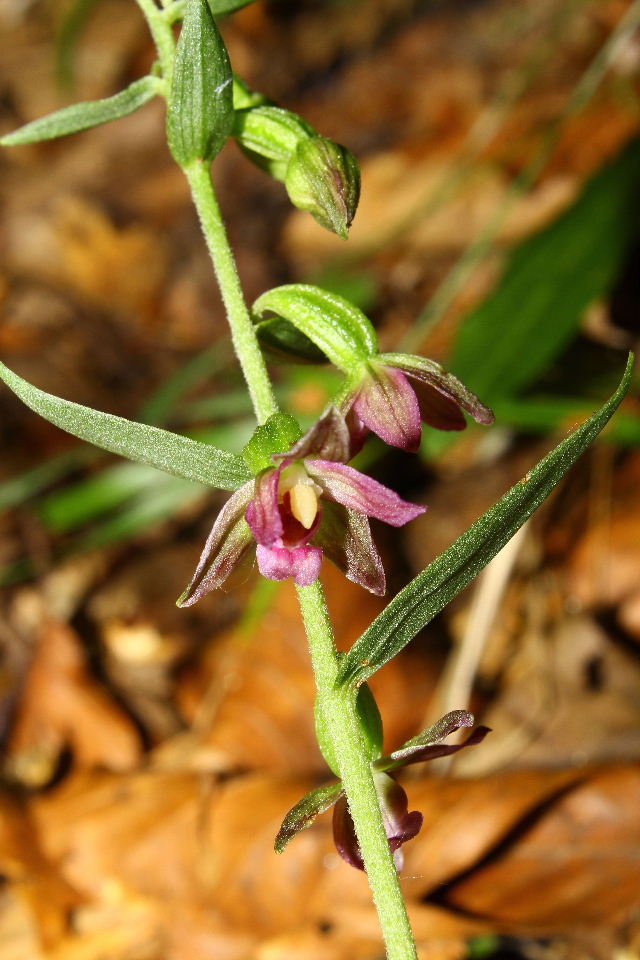 Epipactis placentina