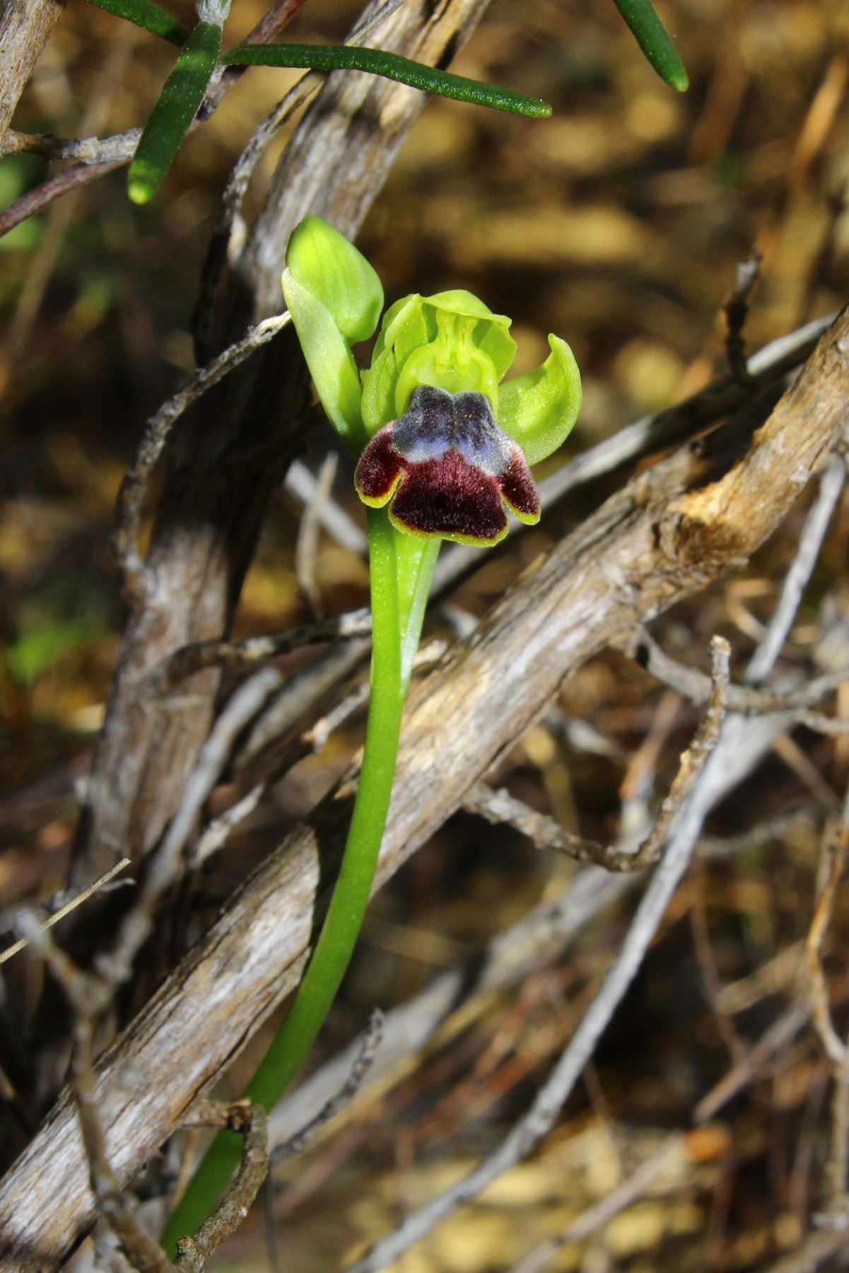 Per orchidee nel ponente Ligure