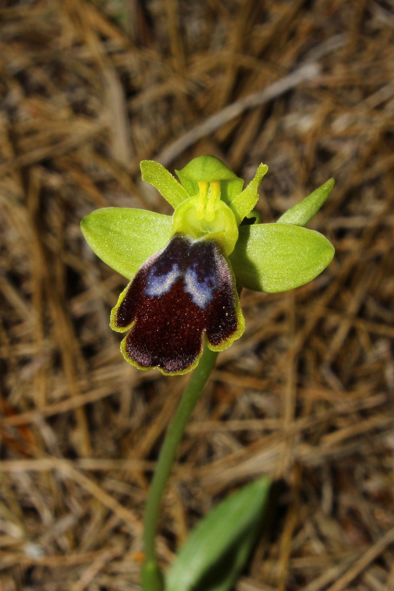 Per orchidee nel ponente Ligure