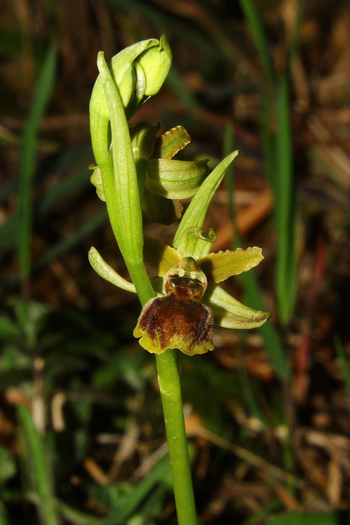 Ophrys spegodes mini-2