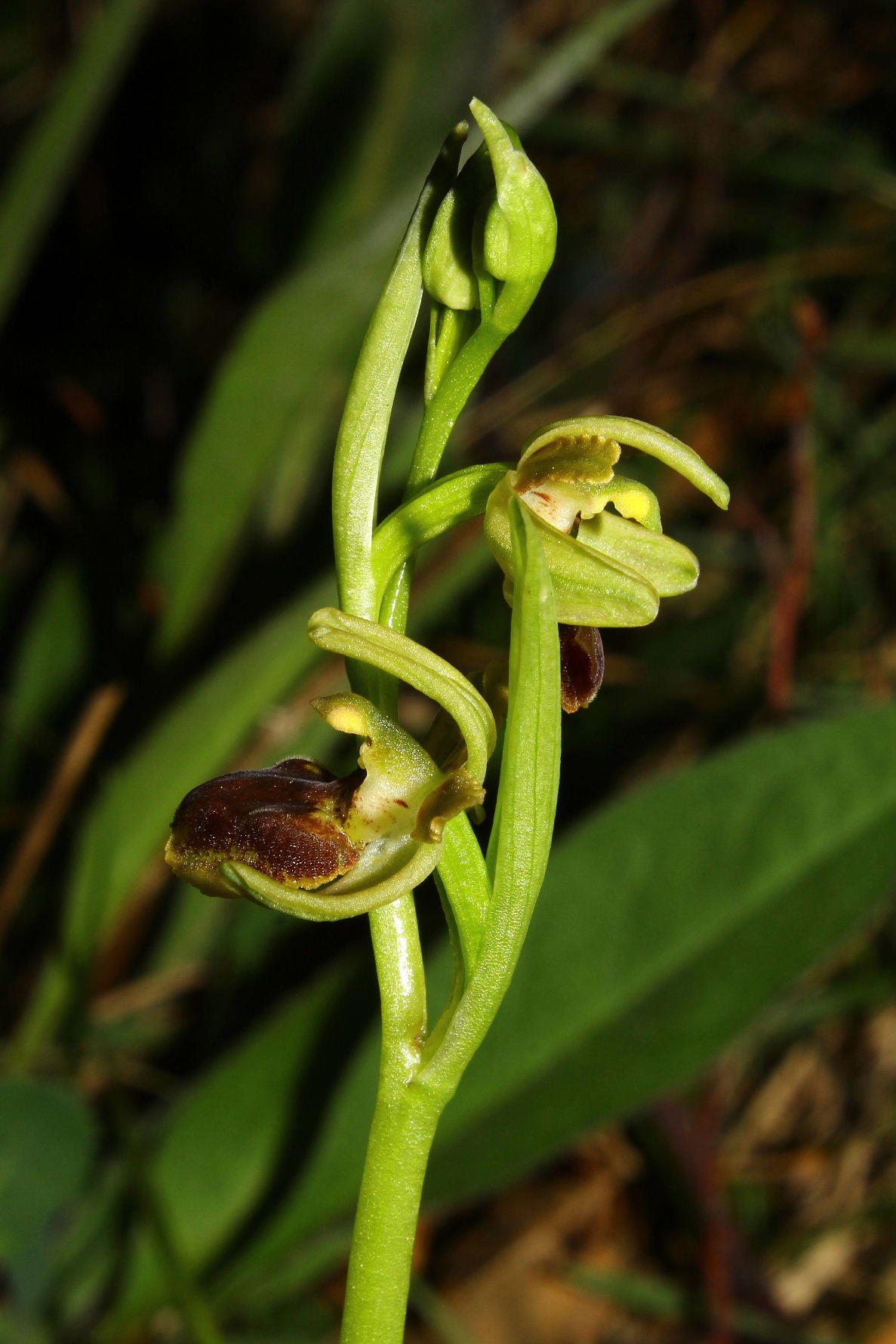 Ophrys spegodes mini-2