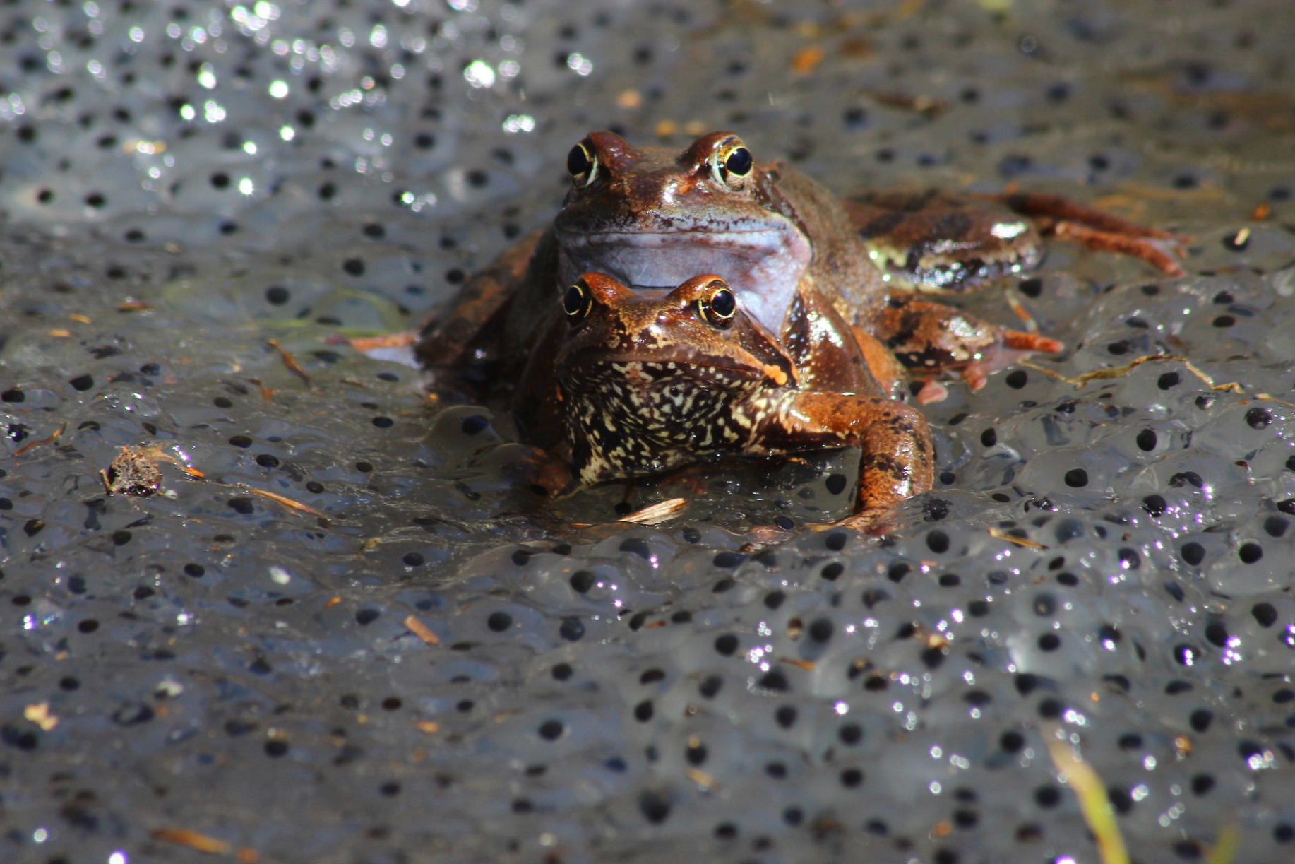 Accoppiamento Rana temporaria