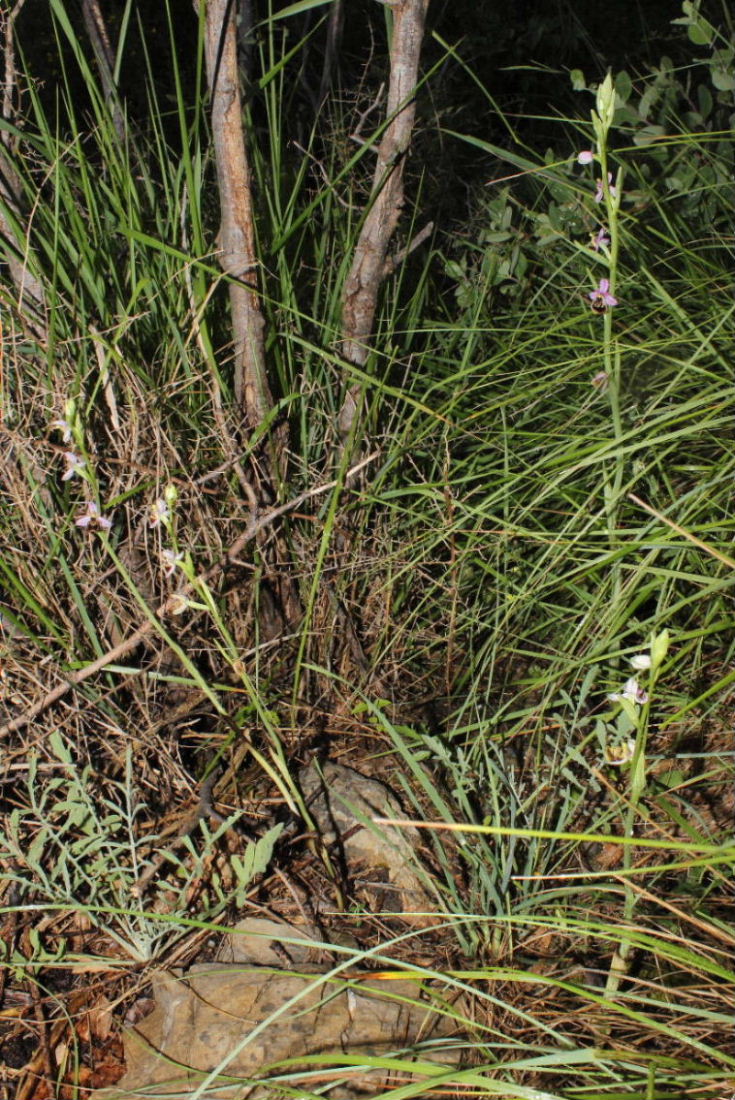 Sono tutte Ophrys tetraloniae ???