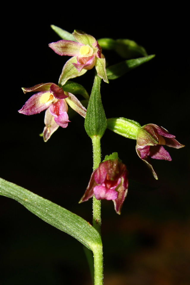 Epipactis placentina