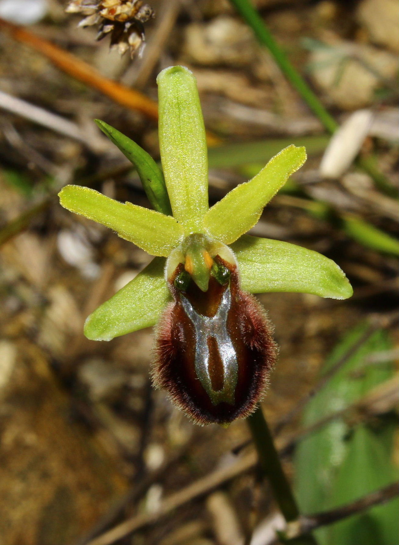 Per orchidee nel ponente Ligure