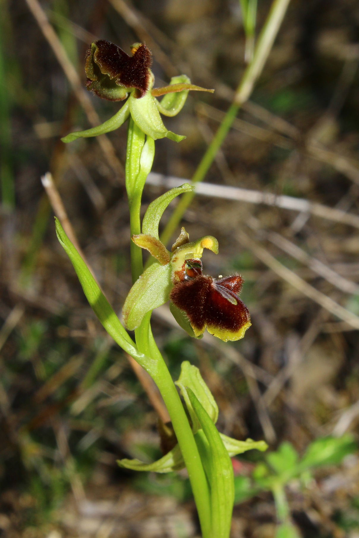 Per orchidee nel ponente Ligure