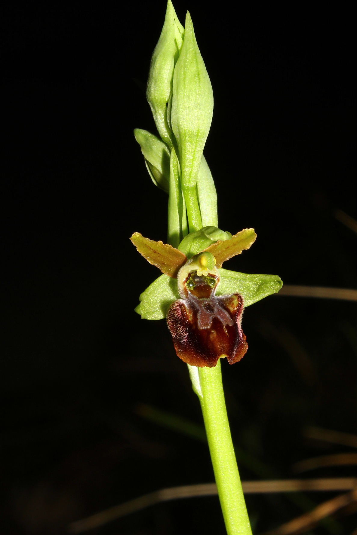 Ophrys spegodes mini-2