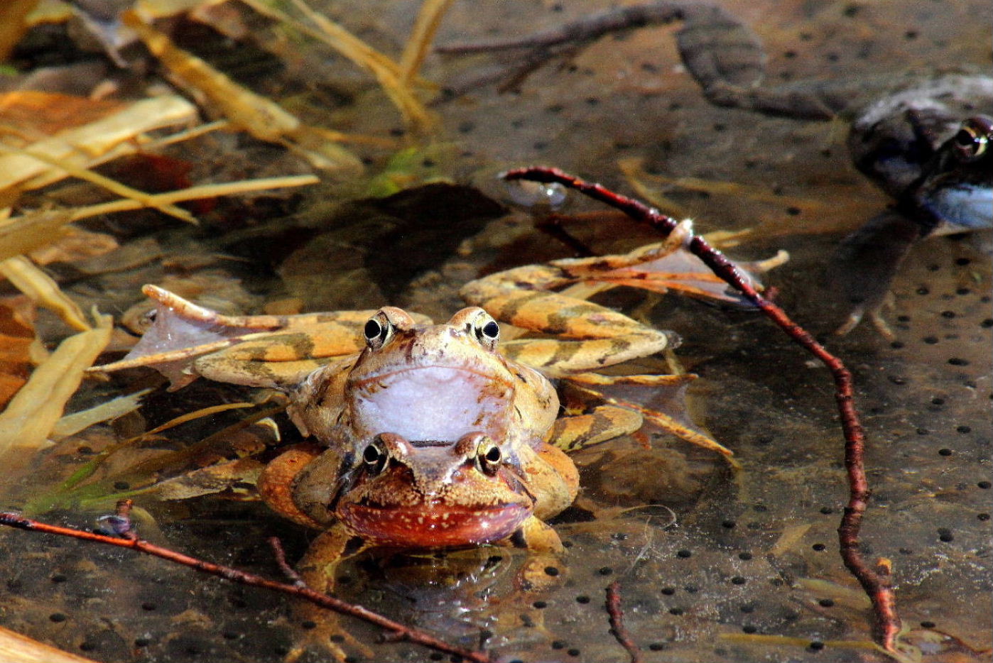 Accoppiamento Rana temporaria