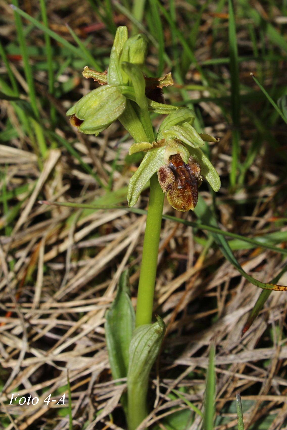 Ophrys ????