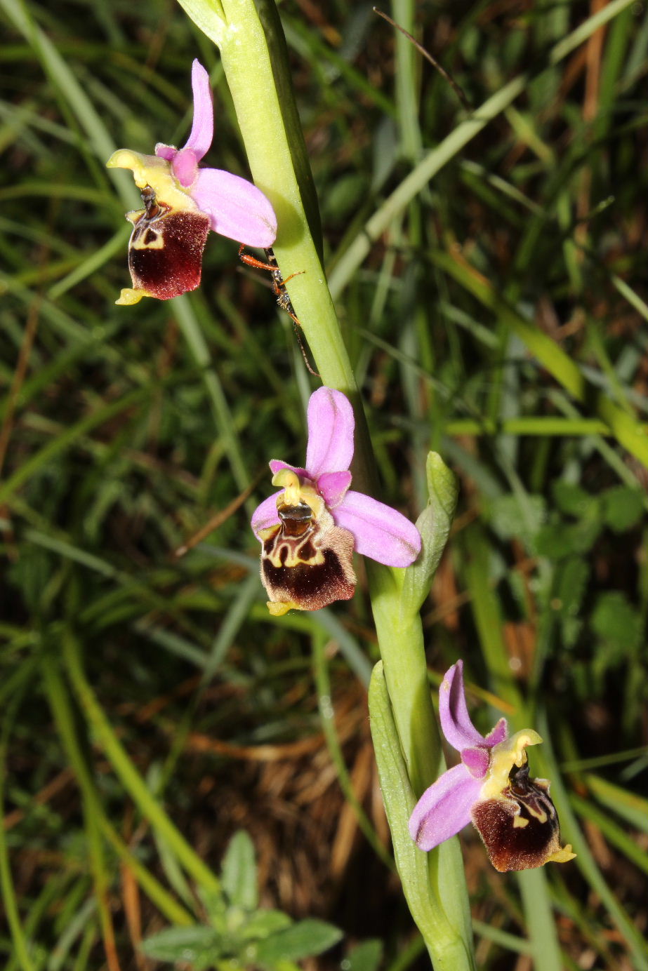 Sono tutte Ophrys tetraloniae ???