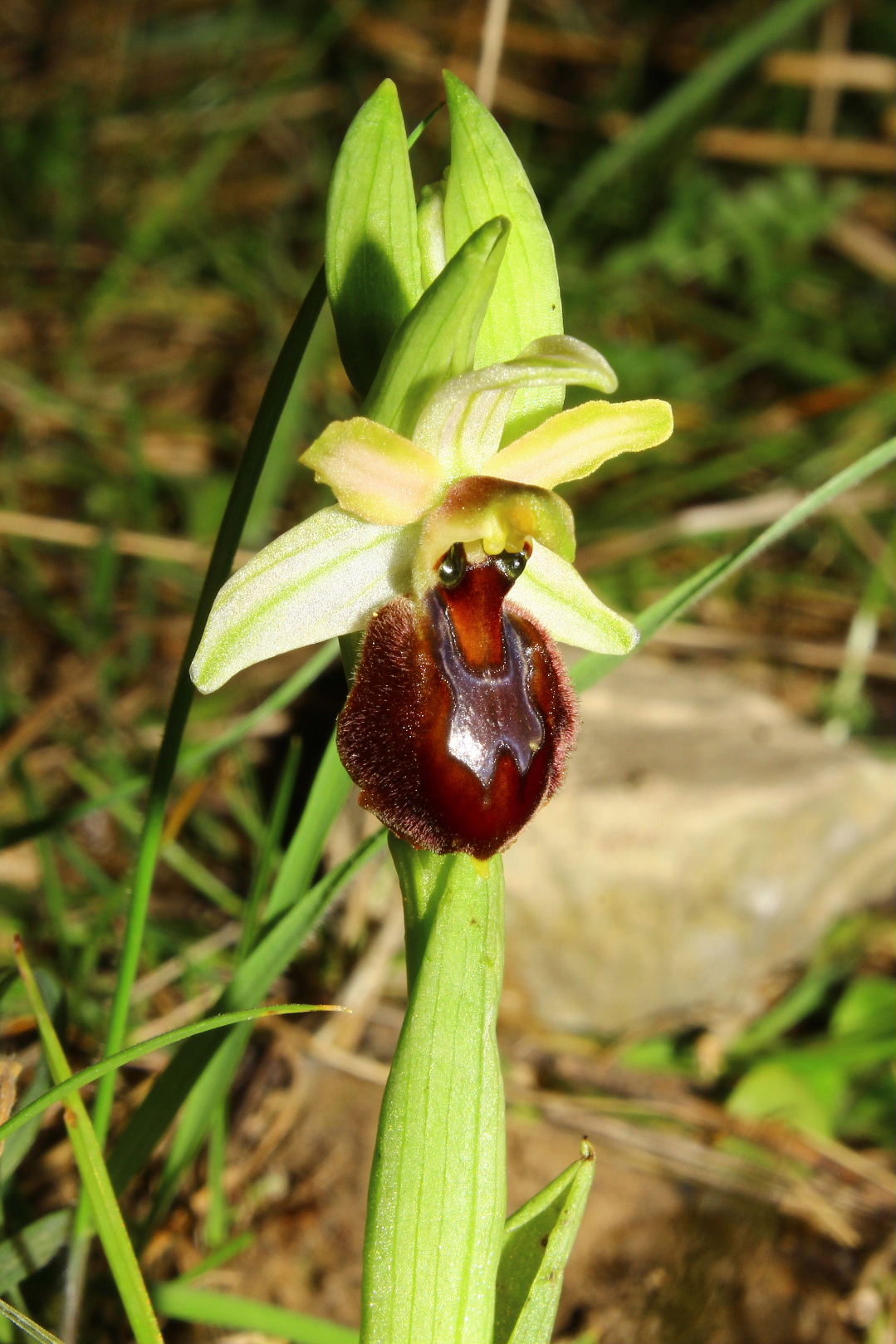 Per orchidee nel ponente Ligure