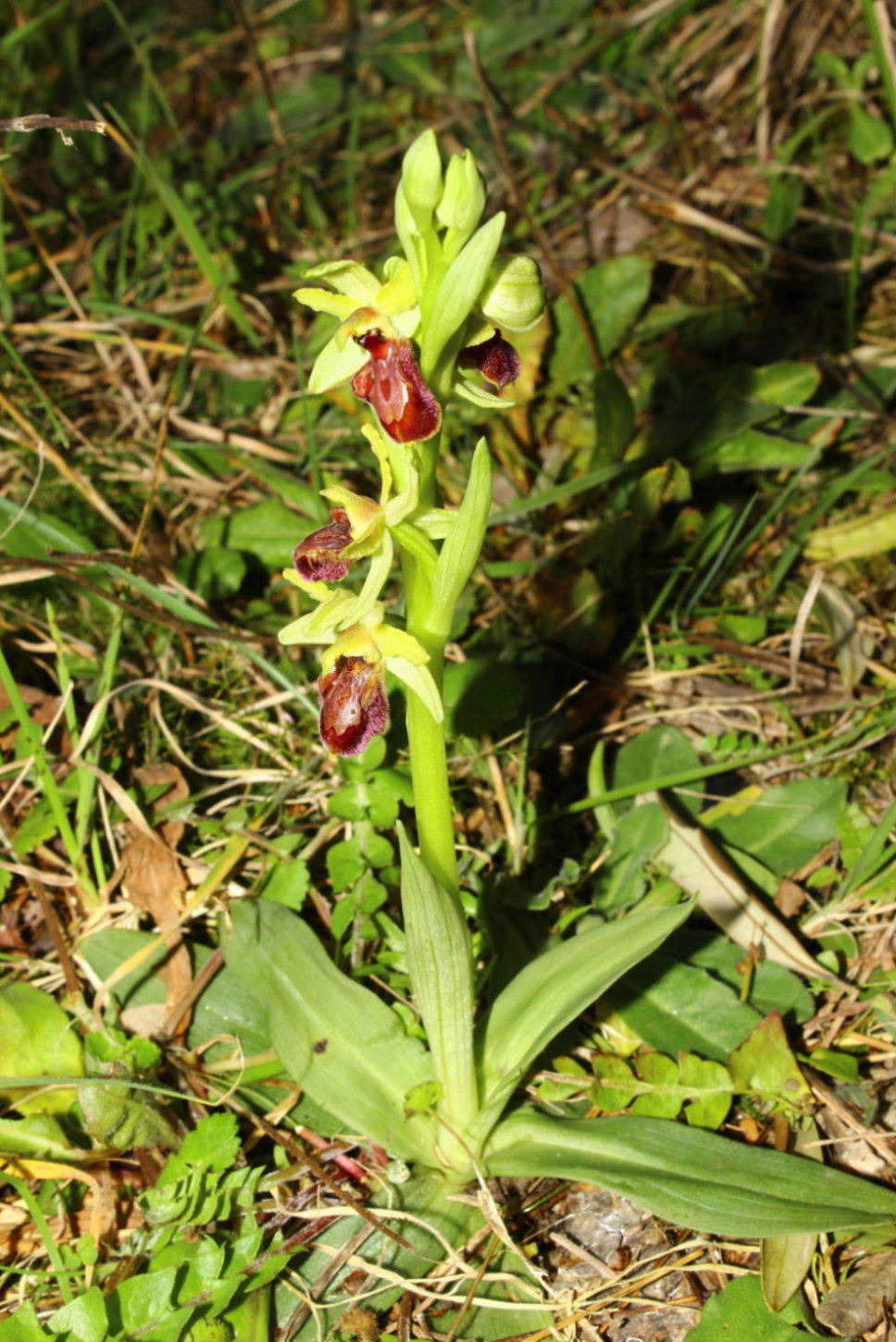 Per orchidee nel ponente Ligure