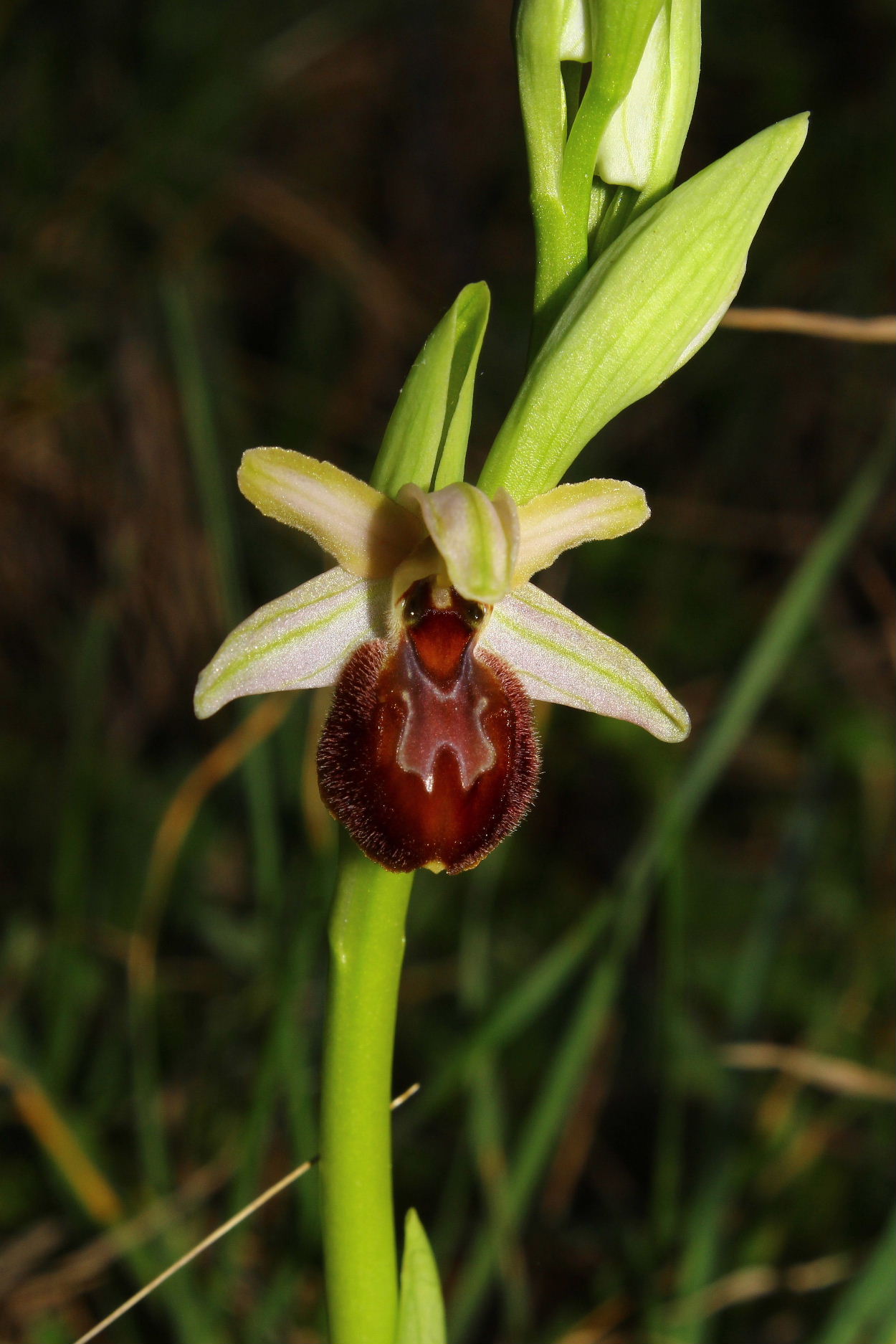 Per orchidee nel ponente Ligure